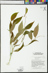 Amsonia tabernaemontana image