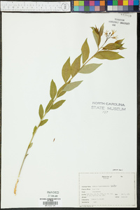 Amsonia tabernaemontana image