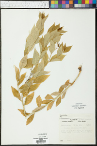 Amsonia tabernaemontana image