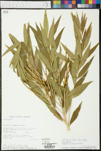 Amsonia illustris image