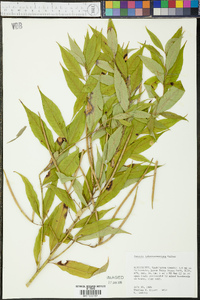 Amsonia tabernaemontana image