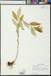 Amsonia tabernaemontana image