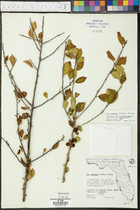 Ilex ambigua image