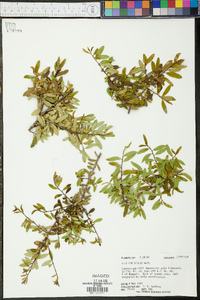 Ilex myrtifolia image