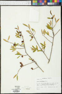 Ilex myrtifolia image