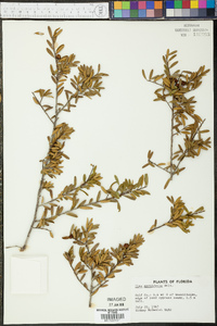 Ilex myrtifolia image