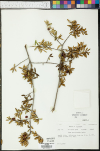 Ilex myrtifolia image