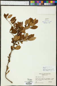 Ilex decidua var. decidua image