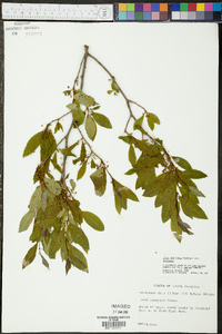 Ilex decidua var. decidua image