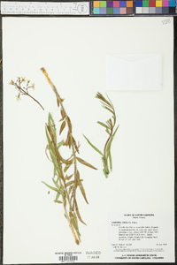 Amsonia ciliata image