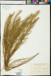 Amsonia ciliata image