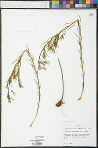 Amsonia ciliata image