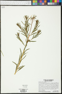 Amsonia ciliata image