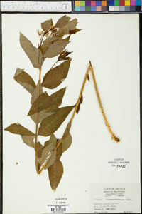 Amsonia tabernaemontana image