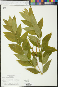 Amsonia tabernaemontana image