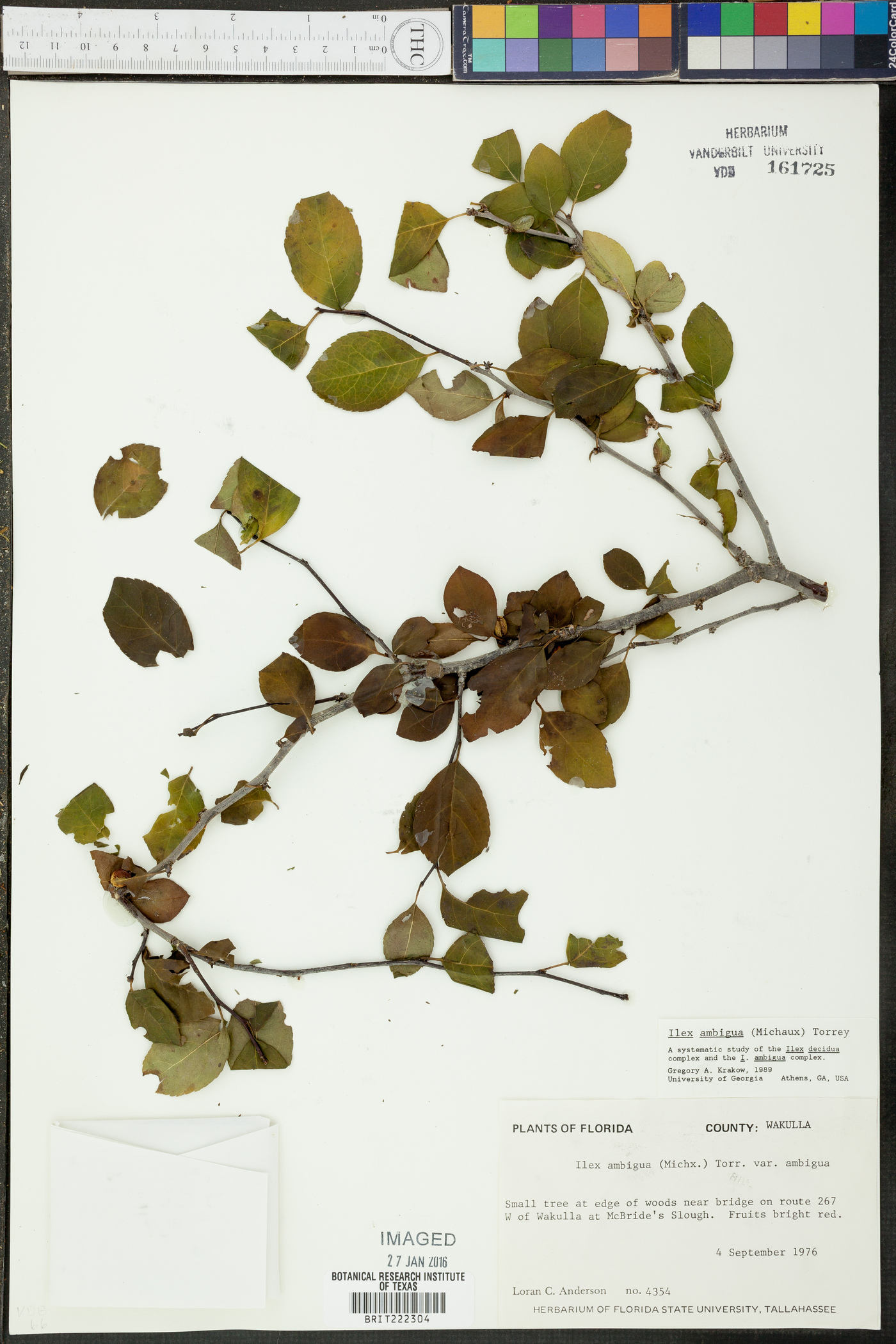 Ilex ambigua image