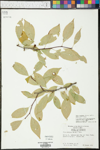 Ilex montana image