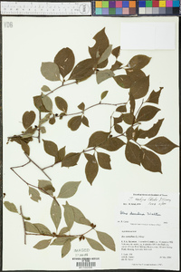 Ilex ambigua image