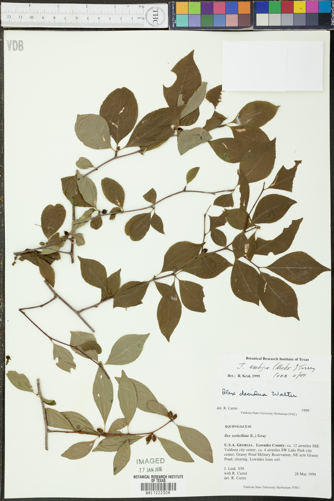 Ilex ambigua image