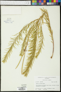 Amsonia ciliata image