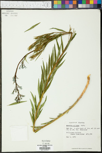 Amsonia ciliata image