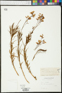 Amsonia ciliata image