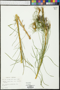 Amsonia ciliata var. filifolia image