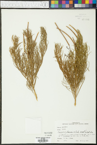 Amsonia ciliata image