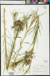 Amsonia ciliata image