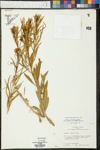 Amsonia ciliata image