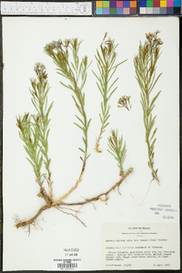 Amsonia ciliata var. texana image