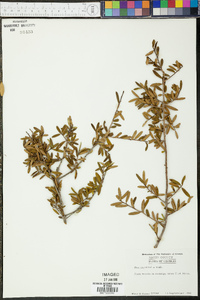 Ilex myrtifolia image