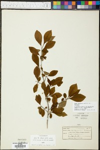 Ilex decidua var. decidua image