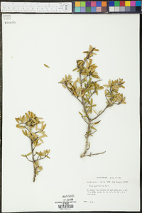 Ilex myrtifolia image