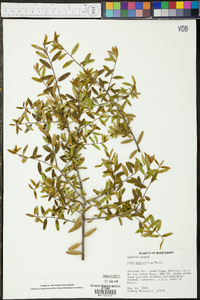 Ilex myrtifolia image