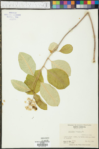 Asclepias variegata image