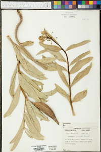 Asclepias viridis image