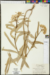 Asclepias viridis image