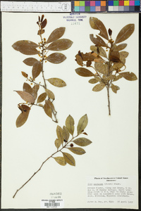 Ilex coriacea image