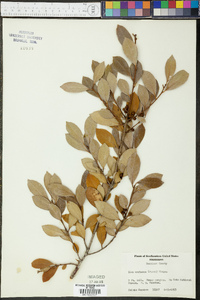 Ilex coriacea image