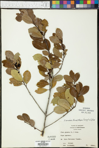 Ilex coriacea image