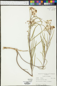 Asclepias longifolia image