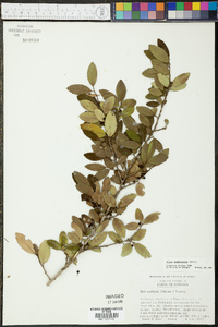 Ilex vomitoria image