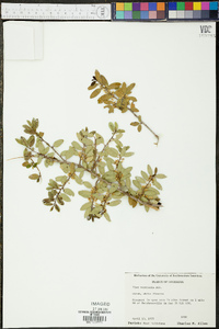 Ilex vomitoria image