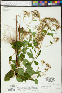 Ageratina altissima var. altissima image