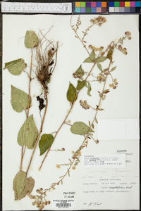 Symphyotrichum drummondii var. texanum image