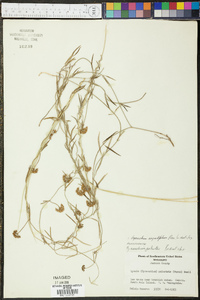 Cynanchum angustifolium image