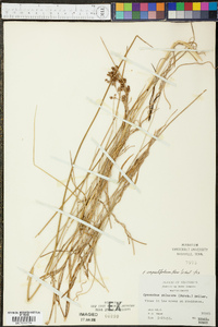 Cynanchum angustifolium image