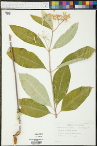 Asclepias variegata image