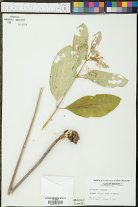 Asclepias variegata image